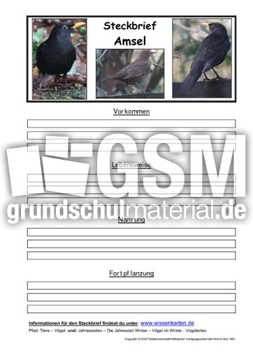 Steckbrief-Amsel.pdf